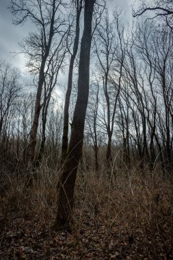 Ağaçları ve dalları olan karanlık bir orman.