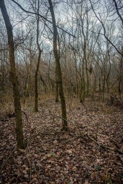 Ormandaki çıplak ağaçların dikey görüntüsü.