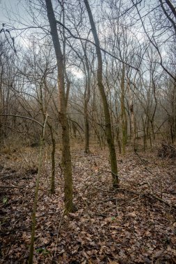 Ormandaki güzel bir ağaç görüntüsü.