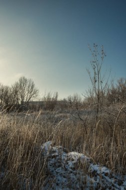 Ağaçlı güzel kış manzarası