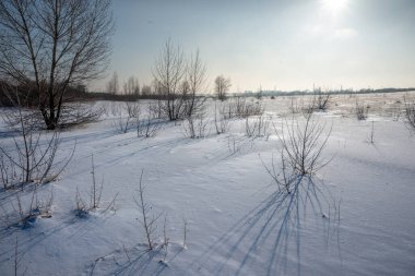 Güneşli bir gün ormanda donmuş kış