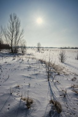 Ağaçlar ve karla kaplı kış manzarası