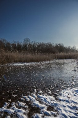 Kış tarlasında donmuş çimenler