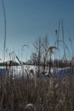 Tarladaki donmuş çimenler