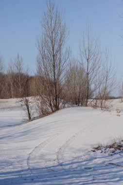 Ağaçlarda kar kış manzara