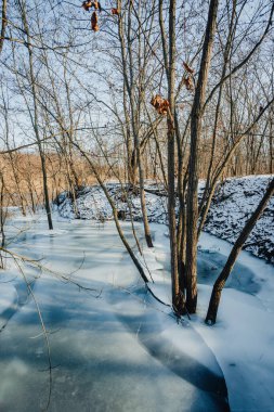 Kış orman manzarası. kar, ağaçlar, ağaçlar ve ağaç dalları