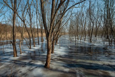 Karda çıplak ağaçlar olan kış ormanı