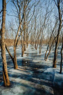 ormanda donmuş ağaçlar