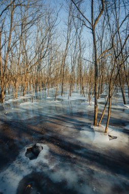 Kış ormanında donmuş ağaçlar.