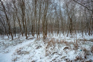 Rusya 'da kış ormanı