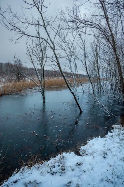 Kışın donmuş gölet ve ağaçlar