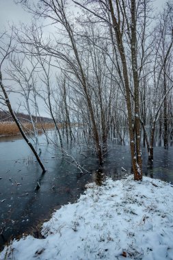 Ağaçlar ve buzla kaplı kış ormanlarında donmuş göl