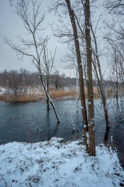 Ağaçları ve gölü olan güzel kış manzarası