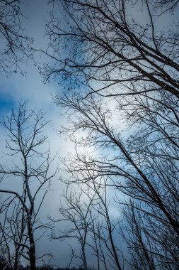 Ormandaki ağaç dalları