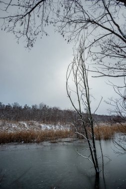 Parkta ağaçlar olan kış nehri. yüksek kaliteli fotoğraf