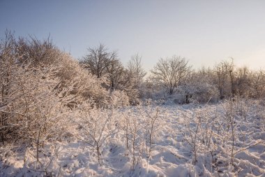 Güneşli bir kış manzarası