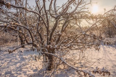 frozen tree branches in winter forest