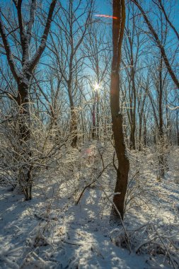Karla kaplı ağaçlarla kaplı güzel kış manzarası