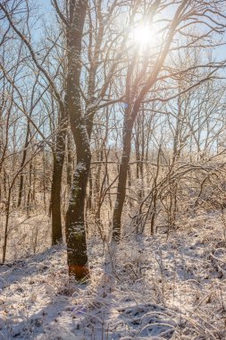 Karla kaplı ormanı olan güzel kış manzarası