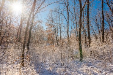 Karlı bir ormanla güneşli bir gün.