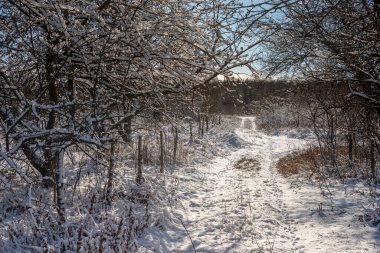 Karlı kış manzarası. Orman karla kaplı ağaçlar ve buzlar.