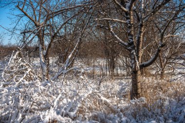 Karlı kış ormanı. Doğa, soğuk hava.