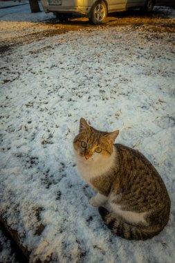 Kedi sokakta oturuyor.