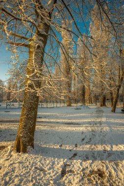 Parktaki güzel kış manzarası