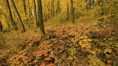 Parktaki sonbahar ormanı