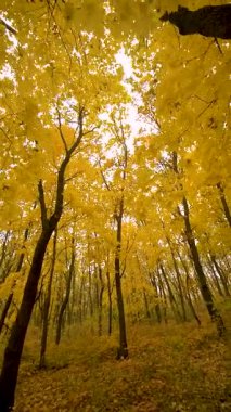 Sarı yapraklı güzel sonbahar manzarası