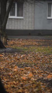 Şehir parkında sonbahar