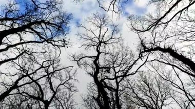 Ormandaki ağaç dalları.