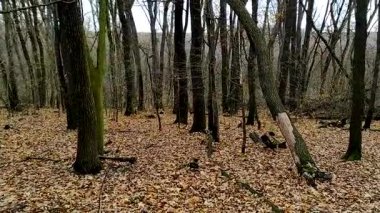 Ormanın güzel manzarası