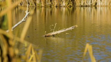Doğanın güzel manzarası