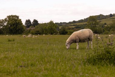 Lacock - 29 Mayıs 2022: İngiltere 'nin eski taşra kasabası Lacock' ta koyun.