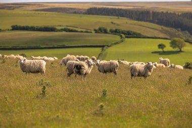 Cornwall - 30 Mayıs 2022: Cornwall, İngiltere 'de Koyun.