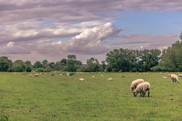 Lacock Maio 2022 Ovelhas Campo Antiga Cidade Rural Lacock Inglaterra — Fotografia de Stock