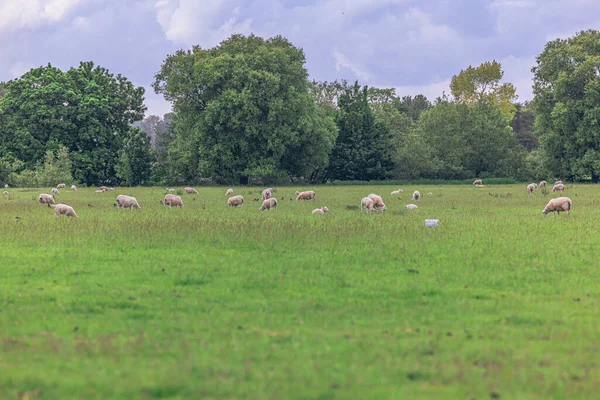 Lacock May 2022 Owce Wsi Starym Wiejskim Miasteczku Lacock Anglia — Zdjęcie stockowe