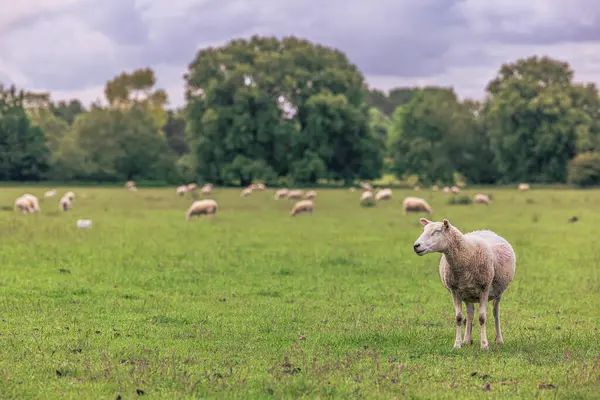 Lacock Mai 2022 Schafe Auf Dem Land Der Alten Ländlichen — Stockfoto