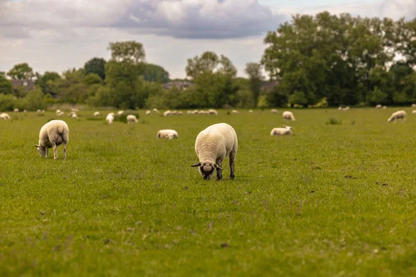 Lacock Mai 2022 Moutons Campagne Dans Vieille Ville Rurale Lacock — Photo