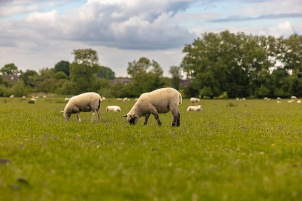 Lacock Maio 2022 Ovelhas Campo Antiga Cidade Rural Lacock Inglaterra — Fotografia de Stock