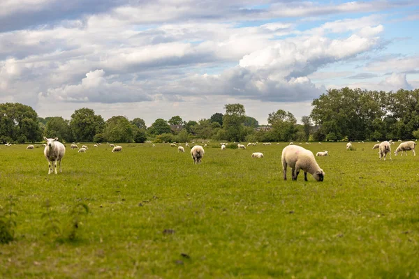 Lacock May 2022 Owce Wsi Starym Wiejskim Miasteczku Lacock Anglia — Zdjęcie stockowe
