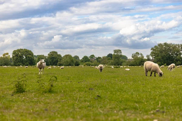 Lacock Mai 2022 Moutons Campagne Dans Vieille Ville Rurale Lacock — Photo