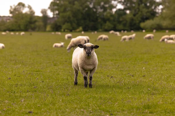 ラコック 2022年5月29日 イングランドラコックの旧農村部の田舎の羊 — ストック写真
