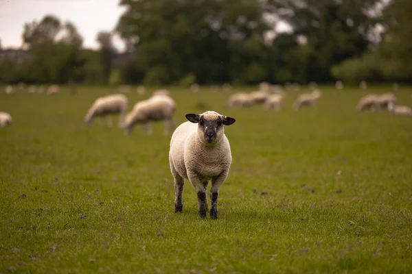 Lacock Mei 2022 Domba Pedesaan Kota Tua Lacock Inggris — Stok Foto