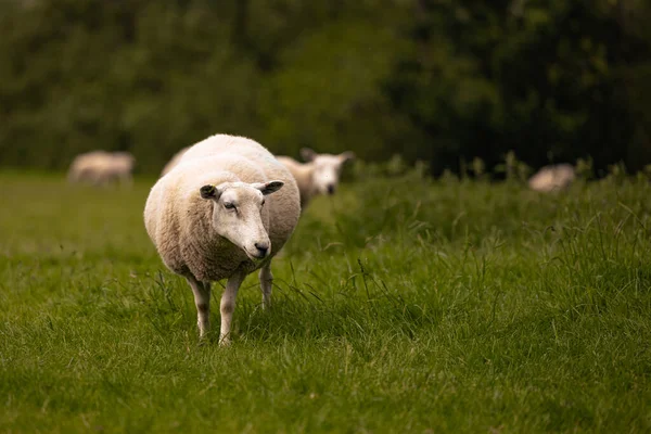 Lacock Mai 2022 Schafe Auf Dem Land Der Alten Ländlichen — Stockfoto