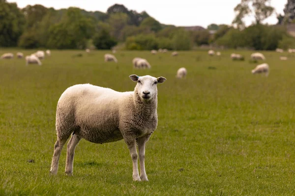 拉科克 2022年5月29日 英格兰拉科克老城农村的绵羊 — 图库照片