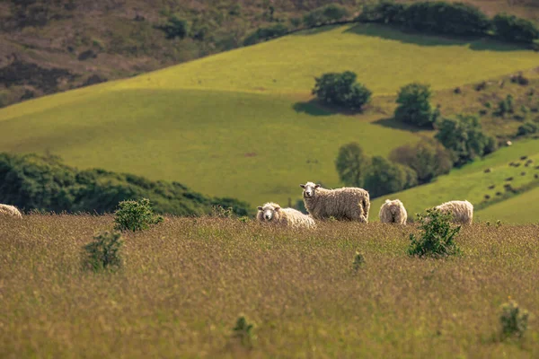 Cornwall May 2022 Sheep Fields Cornwall England — стоковое фото