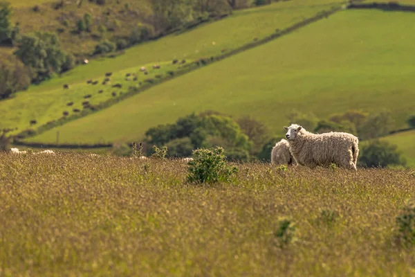 Cornwall Mai 2022 Schafe Auf Den Feldern Von Cornwall England — Stockfoto