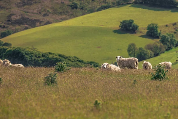 Cornwall May 2022 Sheep Fields Cornwall England — стоковое фото